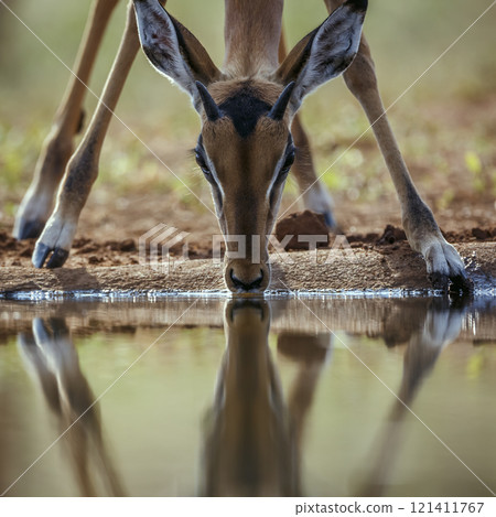 Common Impala in Kruger National park, South Africa Common Impala in Kruger National park, South Africa 121411767
