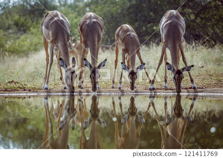 Common Impala in Kruger National park, South Africa 121411769