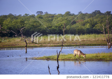 Common Waterbuck in Kruger National park, South Africa Common Waterbuck in Kruger National park, South Africa 121411778