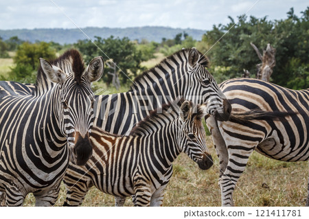 Plains zebra in Kruger National park, South Africa 121411781