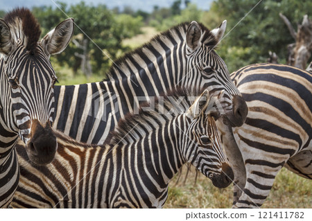Plains zebra in Kruger National park, South Africa 121411782