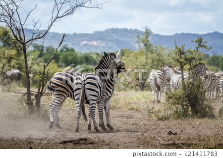 Plains zebra in Kruger National park, South Africa Plains zebra in Kruger National park, South Africa 121411783