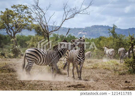 Plains zebra in Kruger National park, South Africa 121411785