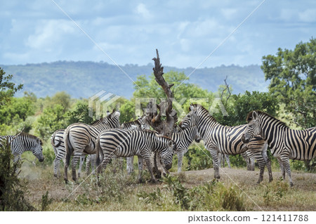 Plains zebra in Kruger National park, South Africa 121411788