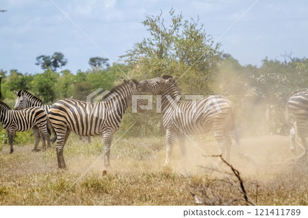 Plains zebra in Kruger National park, South Africa 121411789