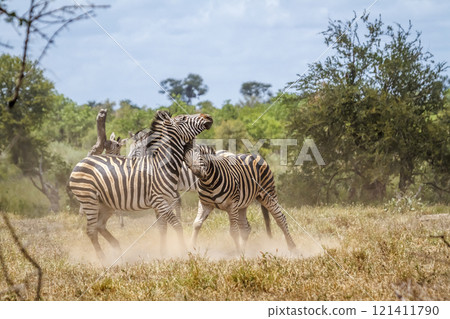Plains zebra in Kruger National park, South Africa 121411790