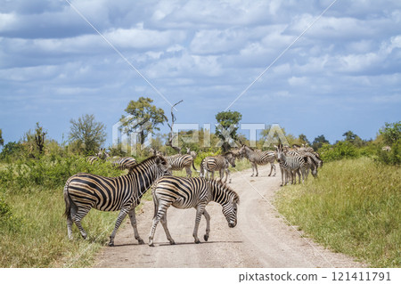 Plains zebra in Kruger National park, South Africa 121411791