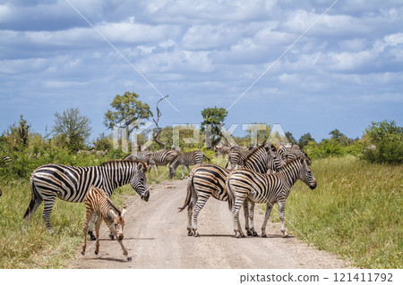 Plains zebra in Kruger National park, South Africa 121411792