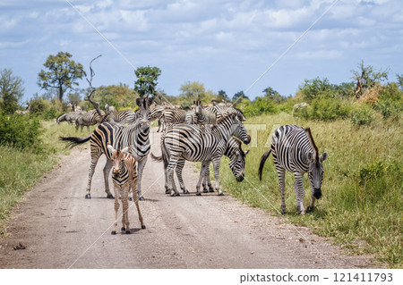 Plains zebra in Kruger National park, South Africa 121411793