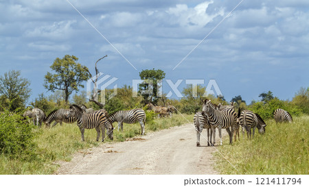 Plains zebra in Kruger National park, South Africa 121411794