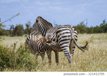 Plains zebra in Kruger National park, South Africa Plains zebra in Kruger National park, South Africa 121411795