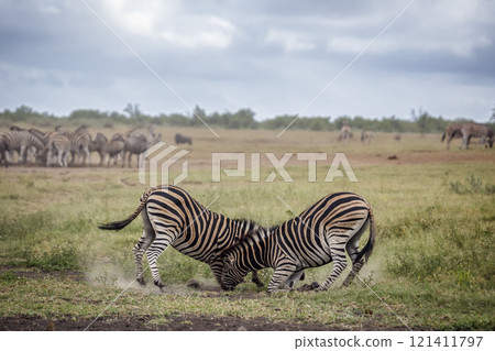Plains zebra in Kruger National park, South Africa 121411797