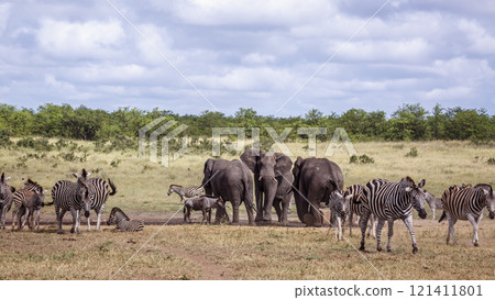 African bush elephant in Kruger National park, South Africa African bush elephant in Kruger National park, South Africa 121411801