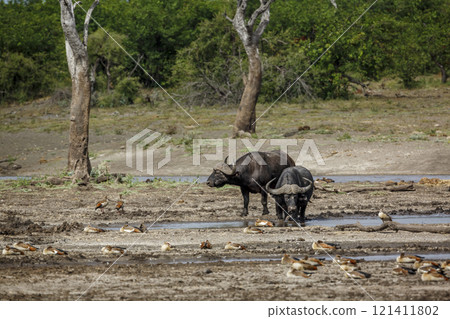 African buffalo in Kruger National park, South Africa African buffalo in Kruger National park, South Africa 121411802