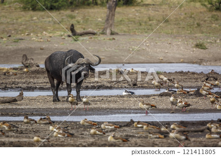 African buffalo in Kruger National park, South Africa African buffalo in Kruger National park, South Africa 121411805
