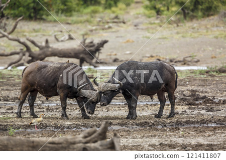 African buffalo in Kruger National park, South Africa African buffalo in Kruger National park, South Africa 121411807
