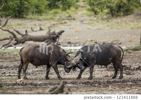 African buffalo in Kruger National park, South Africa 121411808