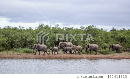 African bush elephant in Kruger National park, South Africa 121411813