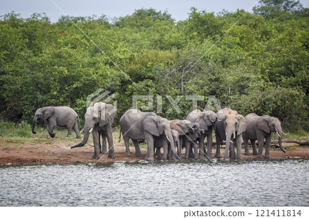 African bush elephant in Kruger National park, South Africa African bush elephant in Kruger National park, South Africa 121411814