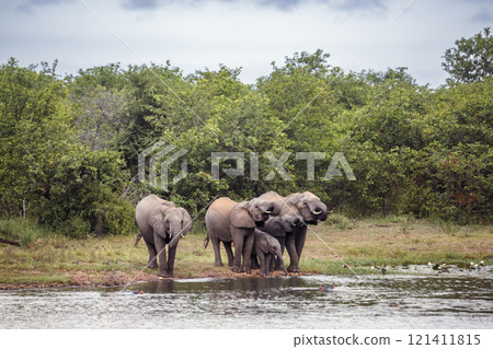 African bush elephant in Kruger National park, South Africa African bush elephant in Kruger National park, South Africa 121411815