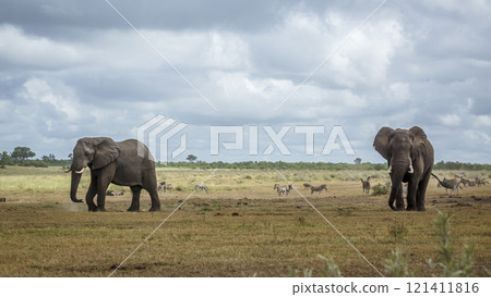 African bush elephant in Kruger National park, South Africa African bush elephant in Kruger National park, South Africa 121411816