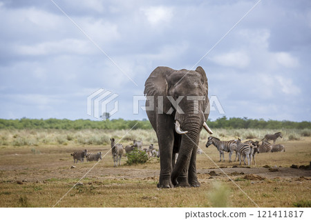 African bush elephant in Kruger National park, South Africa African bush elephant in Kruger National park, South Africa 121411817
