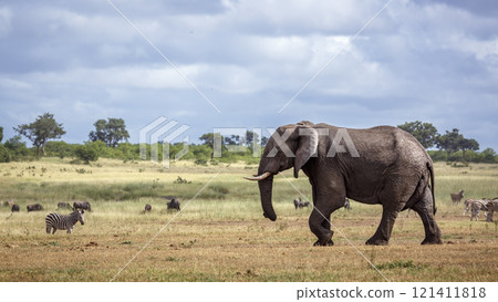 African bush elephant in Kruger National park, South Africa African bush elephant in Kruger National park, South Africa 121411818
