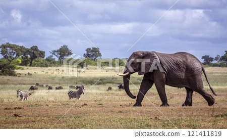 African bush elephant in Kruger National park, South Africa 121411819