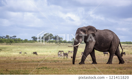 African bush elephant in Kruger National park, South Africa 121411820