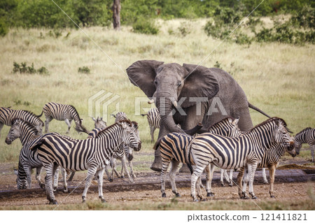 African bush elephant in Kruger National park, South Africa African bush elephant in Kruger National park, South Africa 121411821