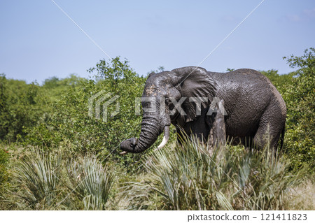 African bush elephant in Kruger National park, South Africa African bush elephant in Kruger National park, South Africa 121411823