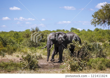 African bush elephant in Kruger National park, South Africa African bush elephant in Kruger National park, South Africa 121411824