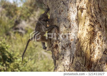 Chacma baboon in Kruger National park, South Africa Chacma baboon in Kruger National park, South Africa 121411827