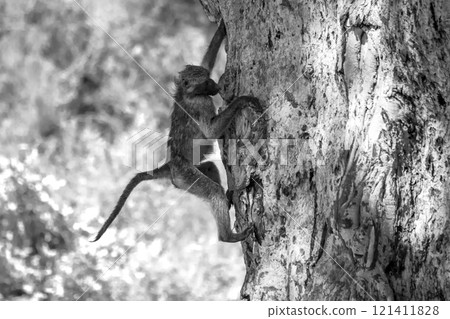Chacma baboon in Kruger National park, South Africa 121411828
