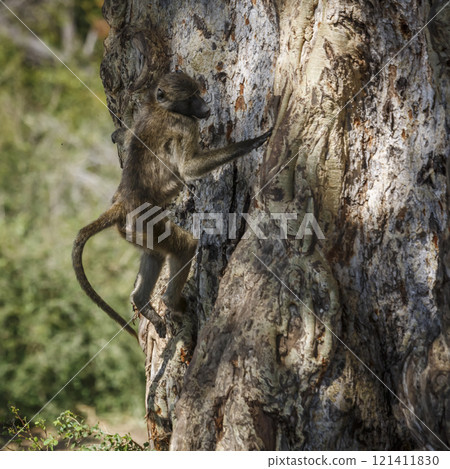 Chacma baboon in Kruger National park, South Africa 121411830