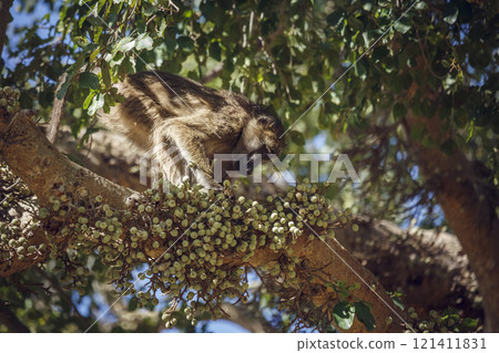 Chacma baboon in Kruger National park, South Africa 121411831