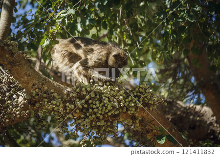 Chacma baboon in Kruger National park, South Africa 121411832