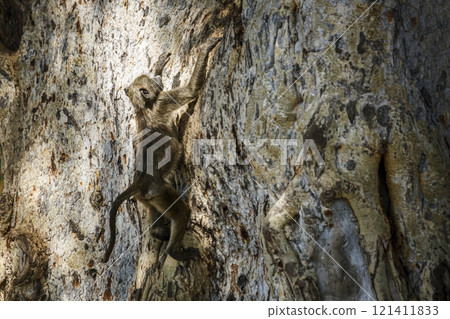 Chacma baboon in Kruger National park, South Africa Chacma baboon in Kruger National park, South Africa 121411833