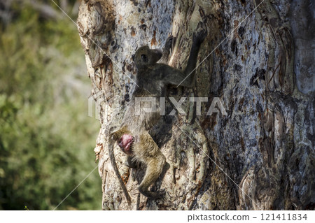 Chacma baboon in Kruger National park, South Africa 121411834