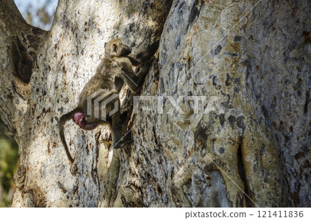 Chacma baboon in Kruger National park, South Africa 121411836