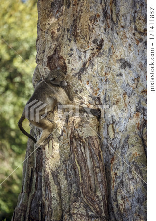 Chacma baboon in Kruger National park, South Africa 121411837