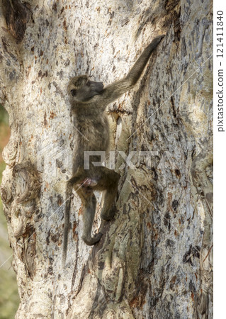 Chacma baboon in Kruger National park, South Africa Chacma baboon in Kruger National park, South Africa 121411840