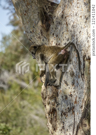 Chacma baboon in Kruger National park, South Africa 121411842