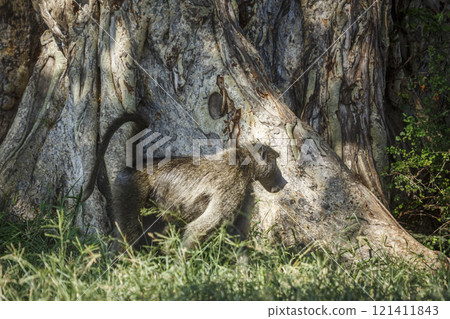 Chacma baboon in Kruger National park, South Africa 121411843