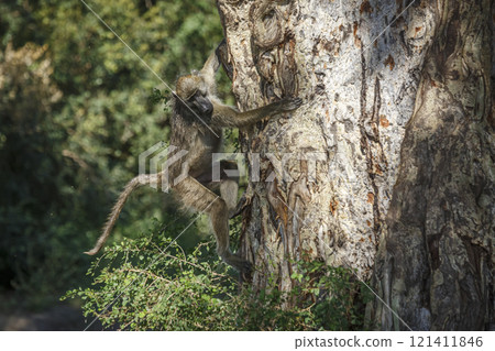 Chacma baboon in Kruger National park, South Africa 121411846