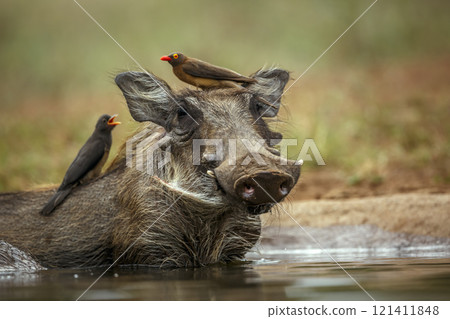 Common warthog in Kruger National park, South Africa Common warthog in Kruger National park, South Africa 121411848