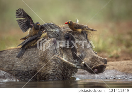 Common warthog in Kruger National park, South Africa 121411849