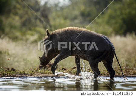 Common warthog in Kruger National park, South Africa 121411850