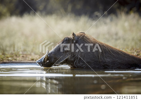 Common warthog in Kruger National park, South Africa 121411851