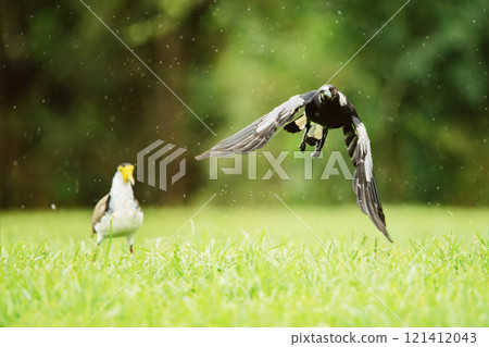 Australian Magpie and Masked Lapwing Australian Magpie and Masked Lapwing 121412043